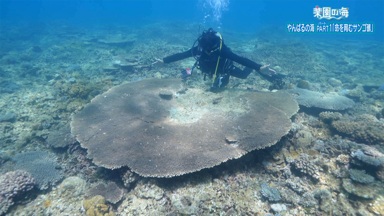 楽園の海「やんばるの海パート1 ~命を育むサンゴ礁~」