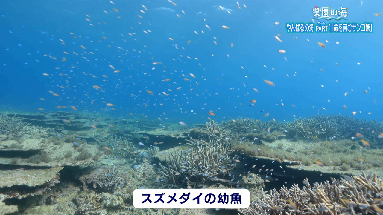 楽園の海「やんばるの海パート1 ~命を育むサンゴ礁~」