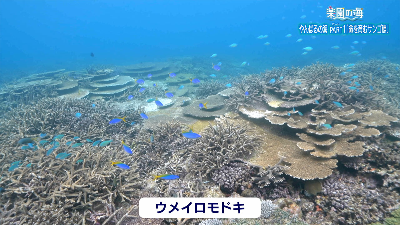 楽園の海「やんばるの海パート1 ~命を育むサンゴ礁~」
