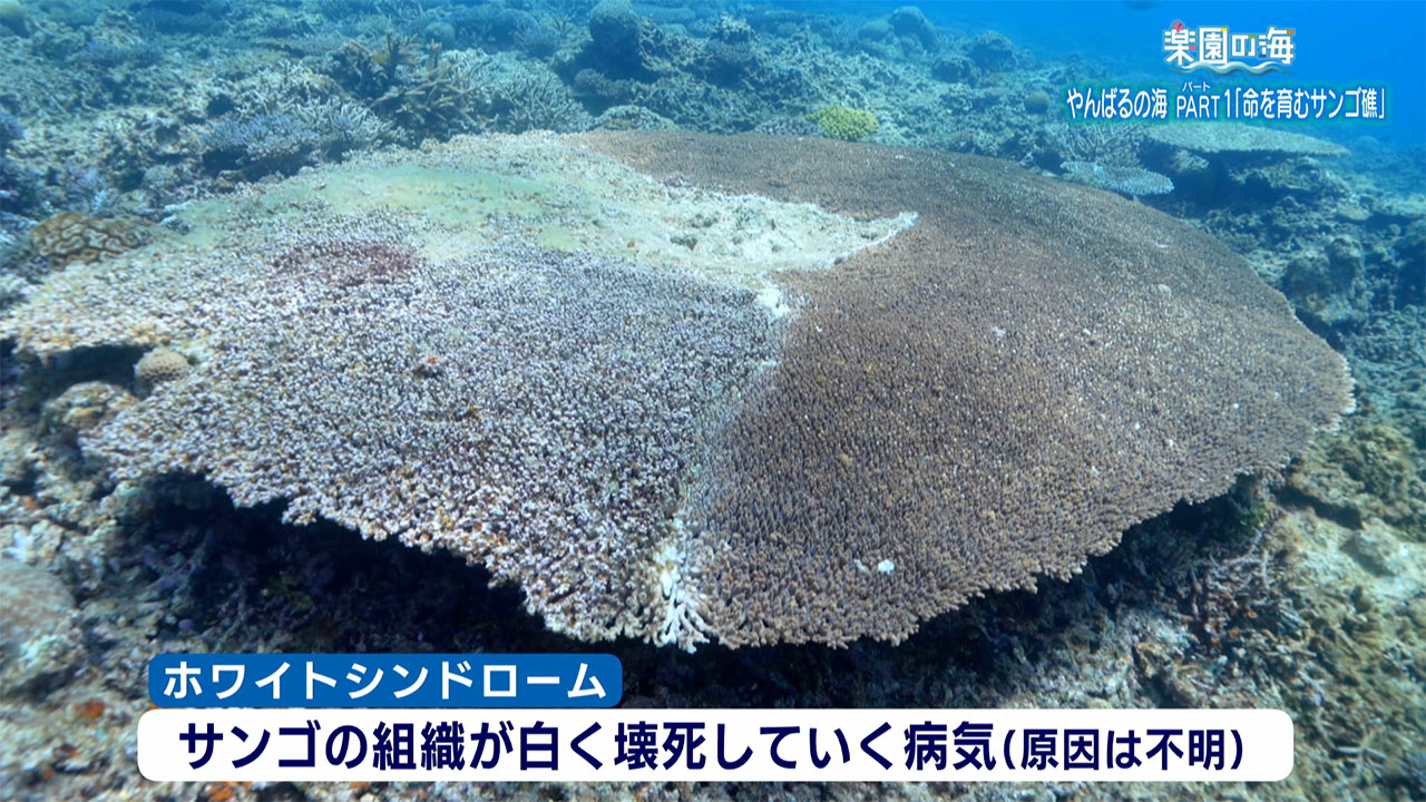 楽園の海「やんばるの海パート1 ~命を育むサンゴ礁~」