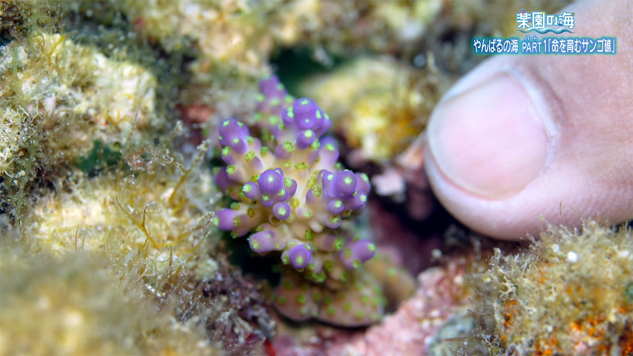 楽園の海「やんばるの海パート1 ~命を育むサンゴ礁~」