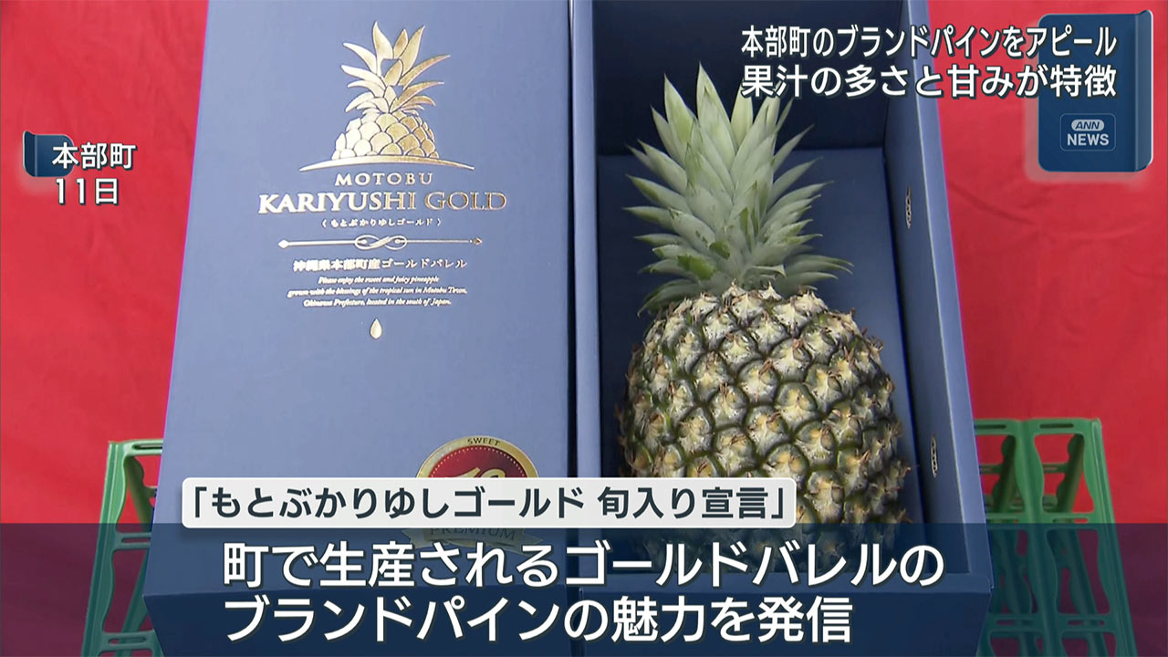 本部のパイン「もとぶかりゆしゴールド」旬入り