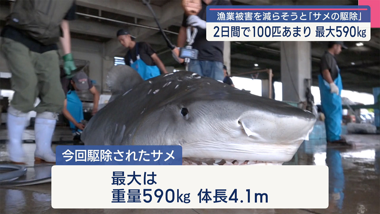 石垣島でサメの駆除/最大体長４ｍの大物も