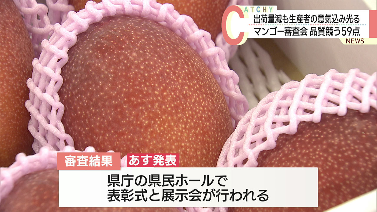 出荷量は減少も品質は上々「県マンゴーコンテスト」審査会/あす発表