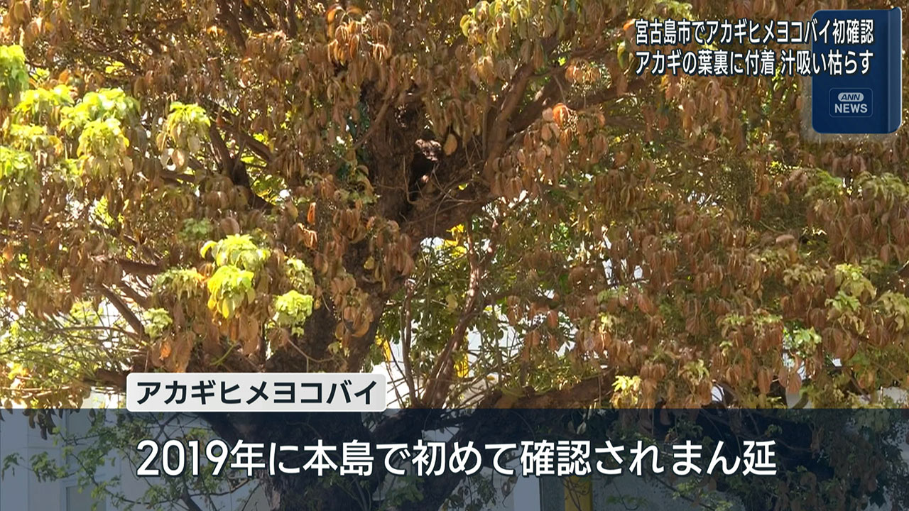 アカギヒメヨコバイ宮古島で初確認