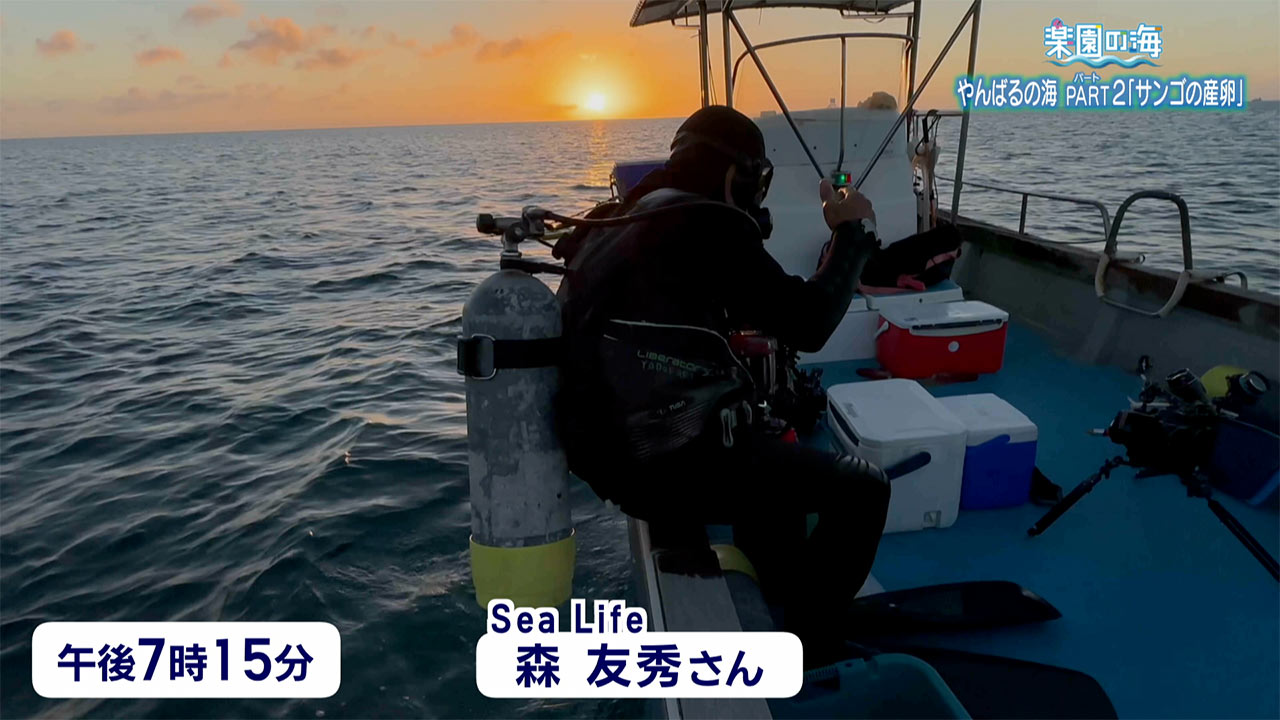 楽園の海「やんばるの海パート2 ～サンゴの産卵～」
