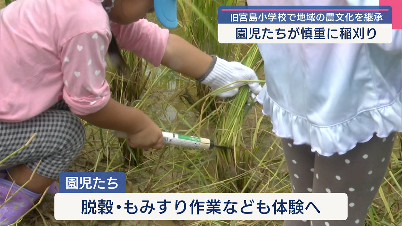 旧宮島小で園児たちが稲刈り体験