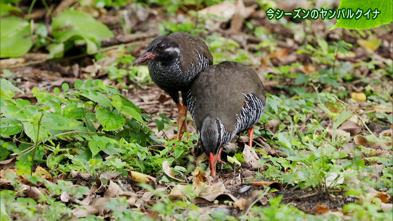 リュウキュウの自然「今シーズンのヤンバルクイナ」