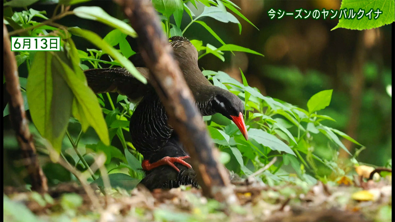 リュウキュウの自然「今シーズンのヤンバルクイナ」