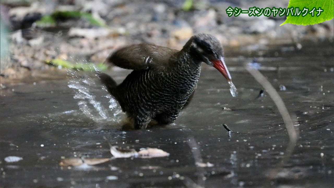 リュウキュウの自然「今シーズンのヤンバルクイナ」