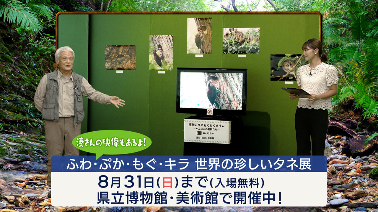 リュウキュウの自然「今シーズンのヤンバルクイナ」