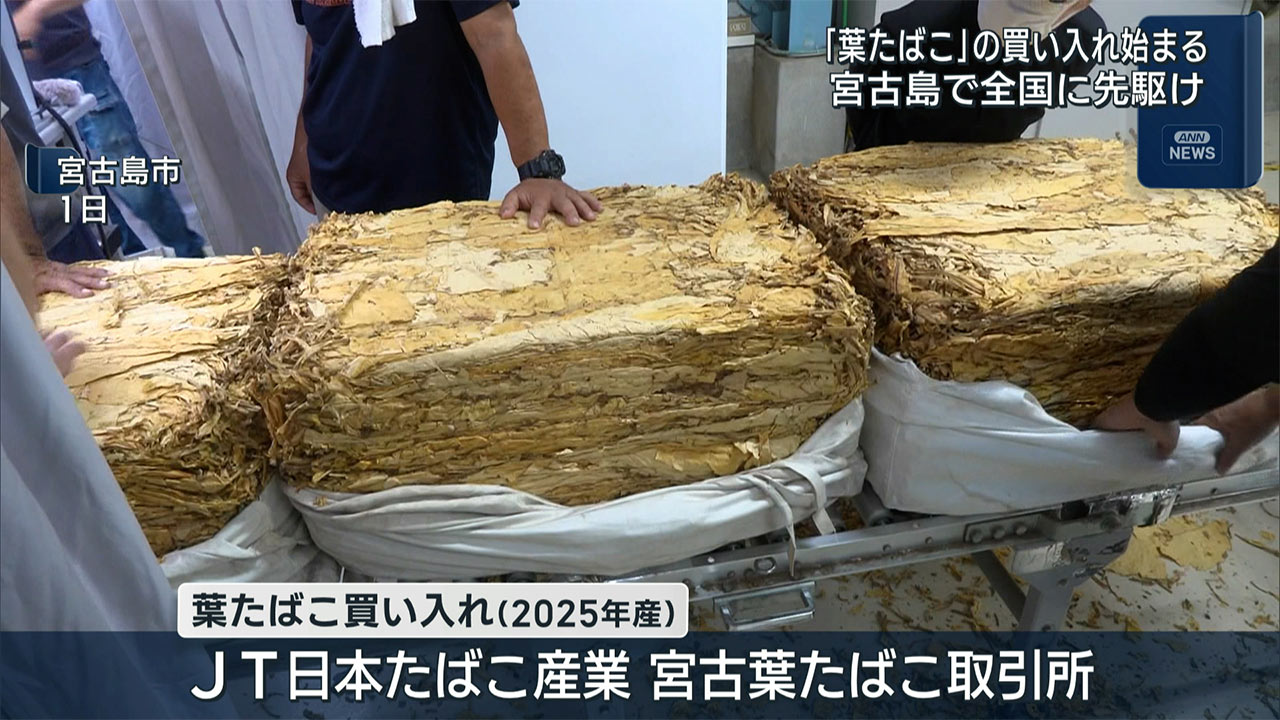 宮古島市　全国に先駆けて「葉たばこ」の買い入れ始まる