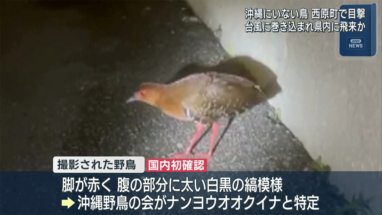 国内初確認　県内に生息していないクイナが西原町に
