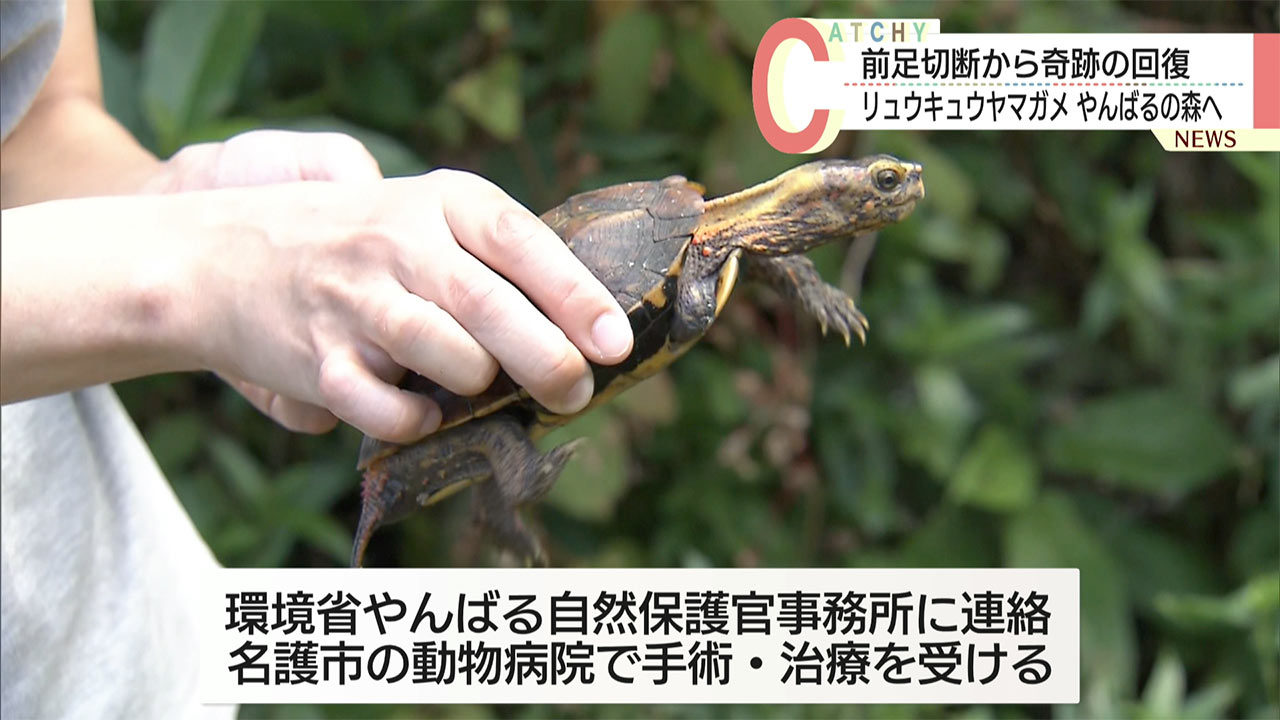 右前足切断のリュウキュウヤマガメ　回復しやんばるの森へ