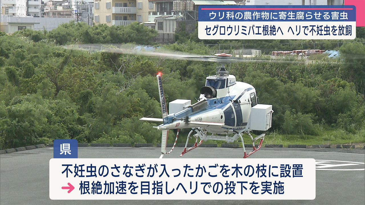 根絶目指す　セグロウリミバエの不妊虫をヘリで散布