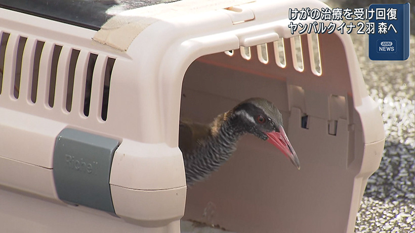 けがしたヤンバルクイナ2羽 回復し森へ