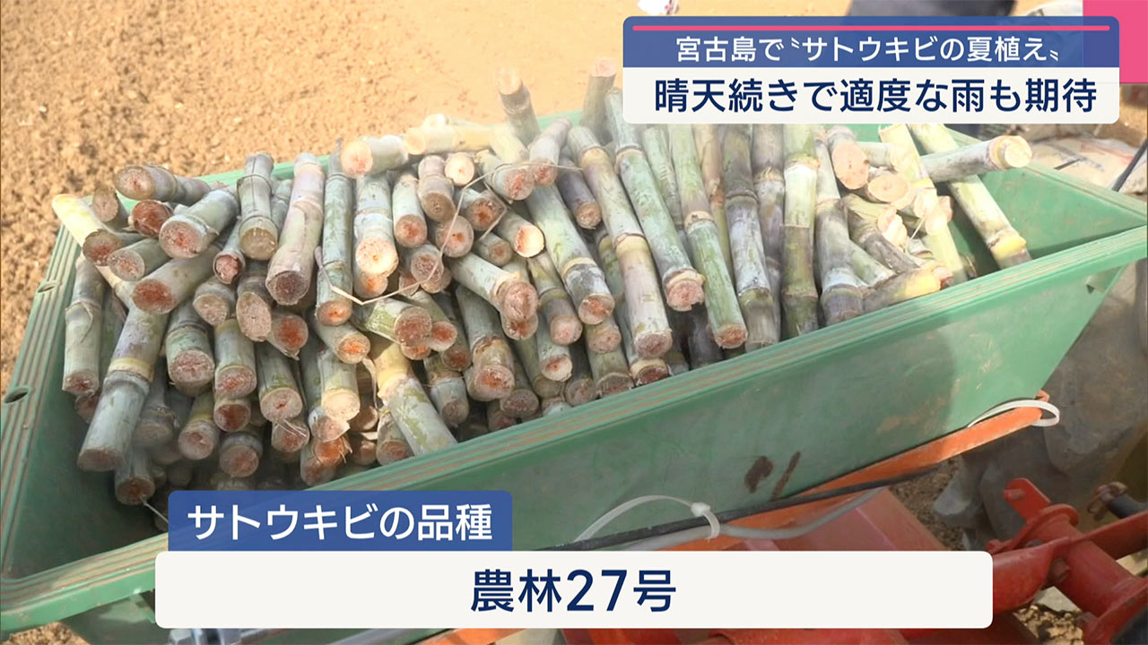 宮古島でサトウキビの夏植えはじまる