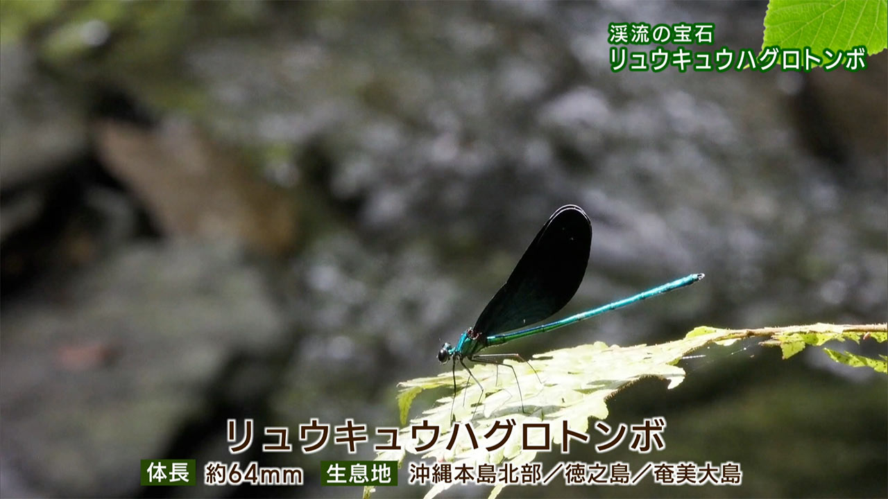 リュウキュウの自然 渓流の宝石「リュウキュウハグロトンボ」