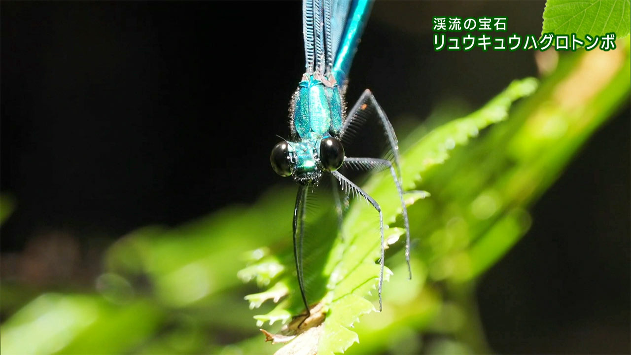リュウキュウの自然 渓流の宝石「リュウキュウハグロトンボ」