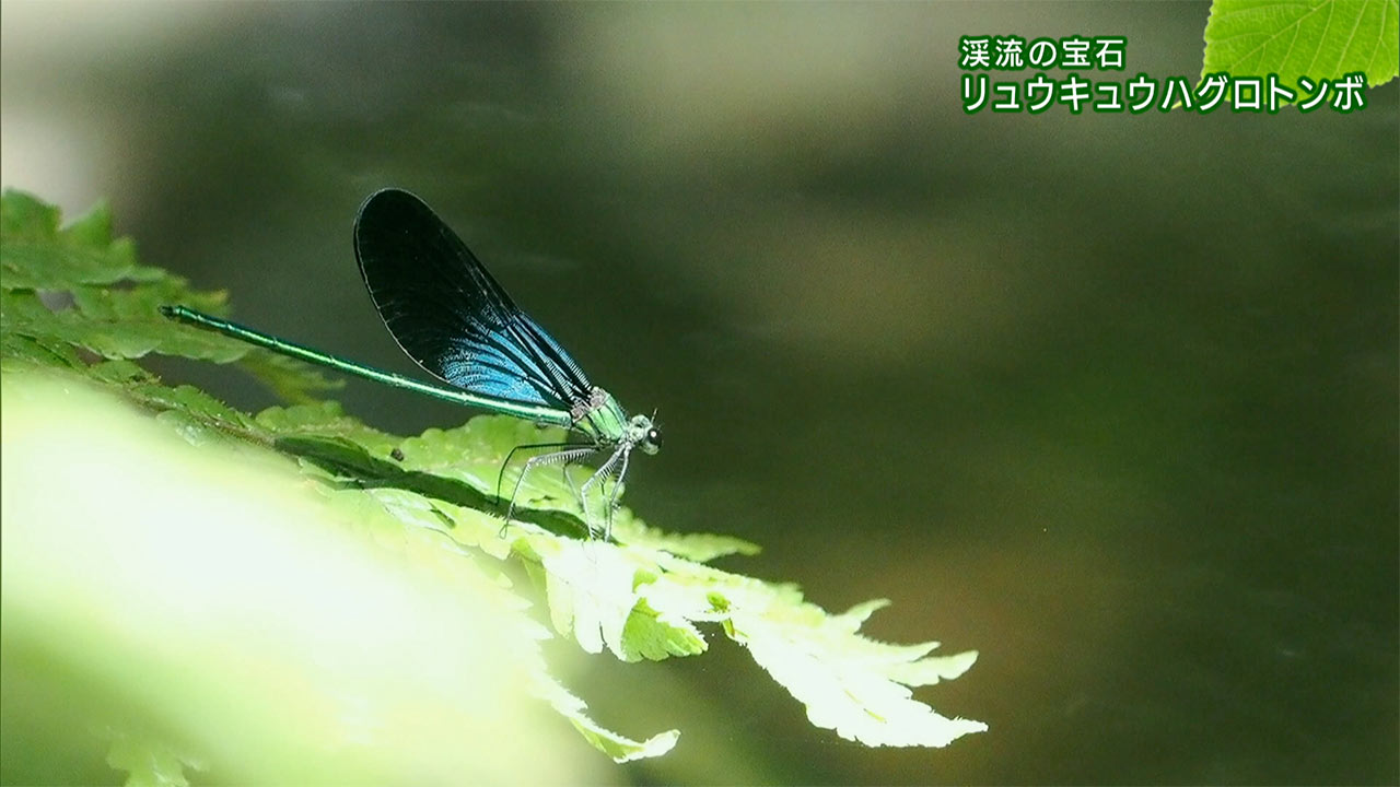 リュウキュウの自然 渓流の宝石「リュウキュウハグロトンボ」