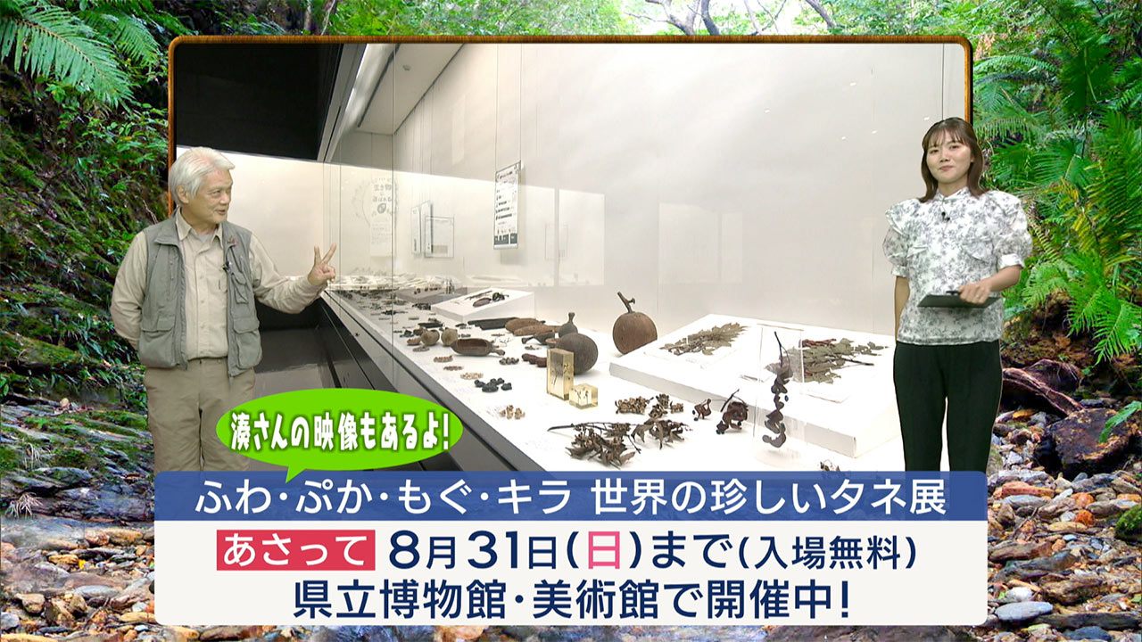 リュウキュウの自然 渓流の宝石「リュウキュウハグロトンボ」