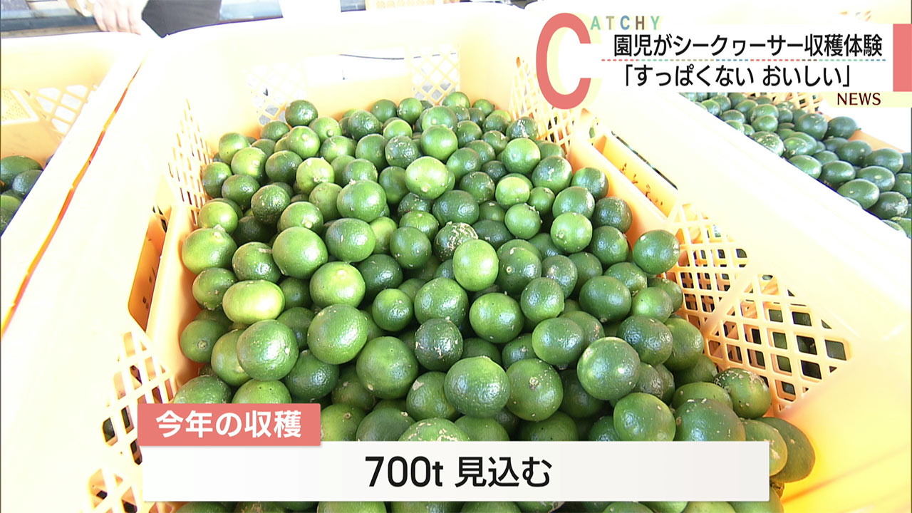 豊作の本部産シークヮーサー/園児が収穫からジュース工場見学までを体験！