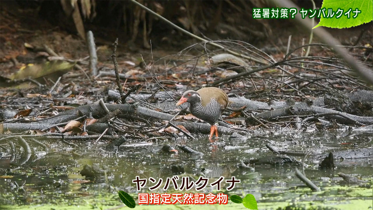 リュウキュウの自然 猛暑対策?ヤンバルクイナ