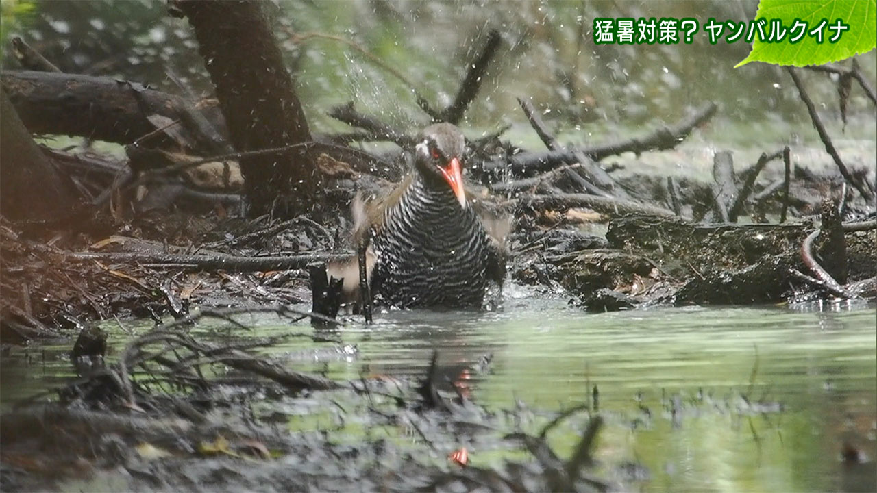 リュウキュウの自然 猛暑対策?ヤンバルクイナ