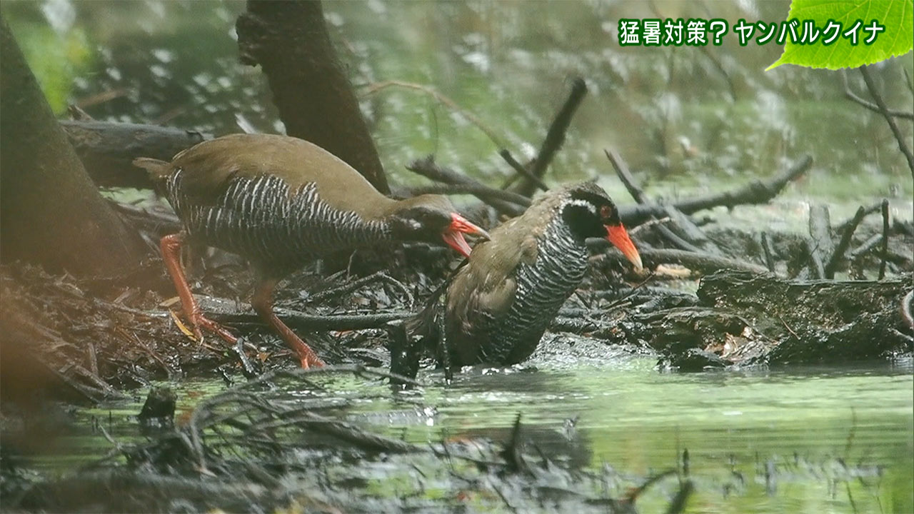 リュウキュウの自然　猛暑対策？ヤンバルクイナ