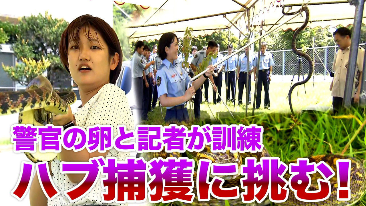 警察学校でハブ捕獲の実践授業 ハブに遭遇したら？