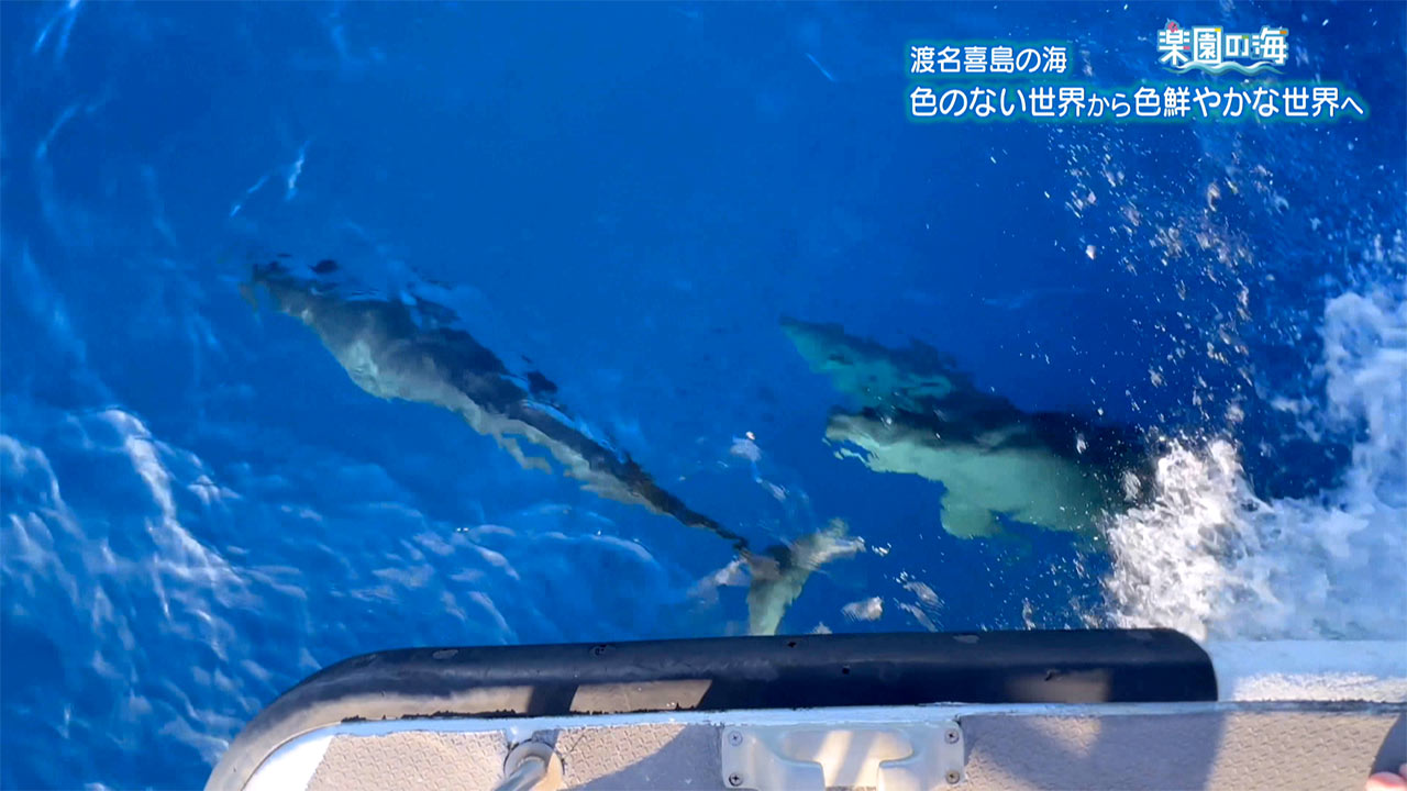 楽園の海　渡名喜島の海 ～色のない世界から色鮮やかな世界へ～