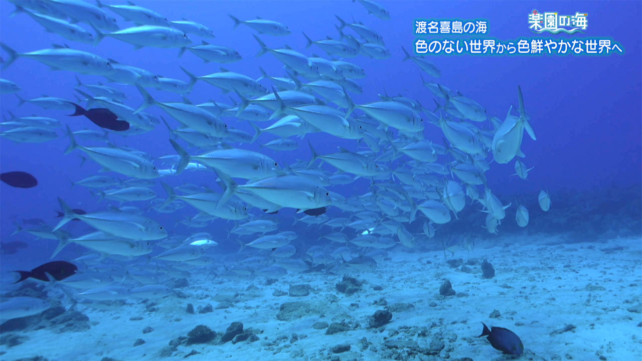 楽園の海　渡名喜島の海 ～色のない世界から色鮮やかな世界へ～