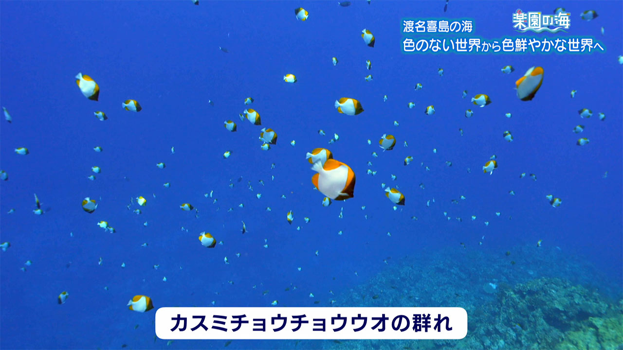楽園の海　渡名喜島の海 ～色のない世界から色鮮やかな世界へ～