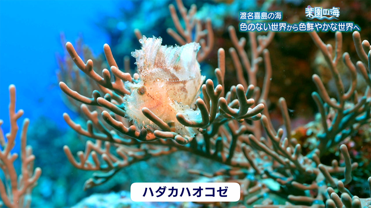 楽園の海　渡名喜島の海 ～色のない世界から色鮮やかな世界へ～