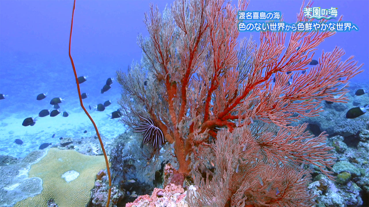 楽園の海　渡名喜島の海 ～色のない世界から色鮮やかな世界へ～