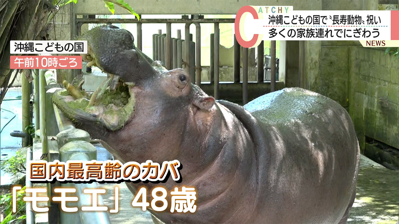 国内最高齢のカバ「モモエ」は48歳 沖縄こどもの国で長寿動物祝い