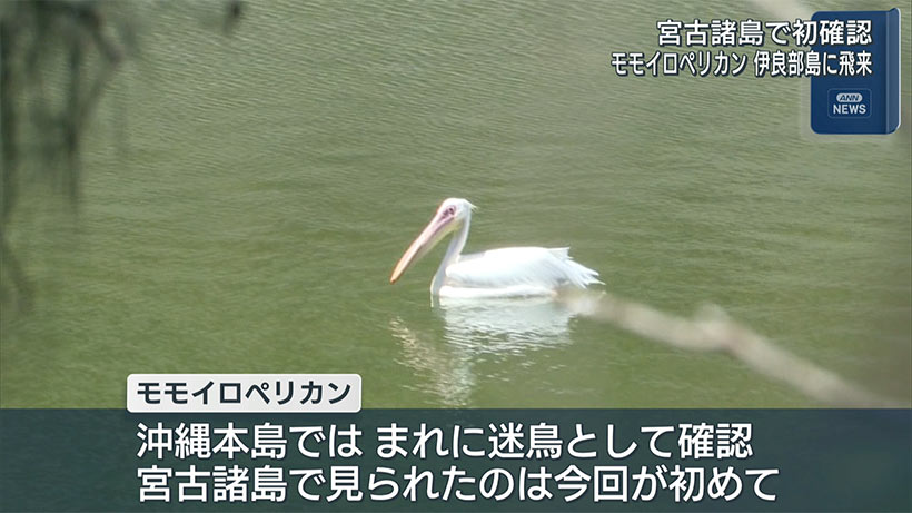 宮古諸島で初確認　モモイロペリカンが伊良部島に飛来