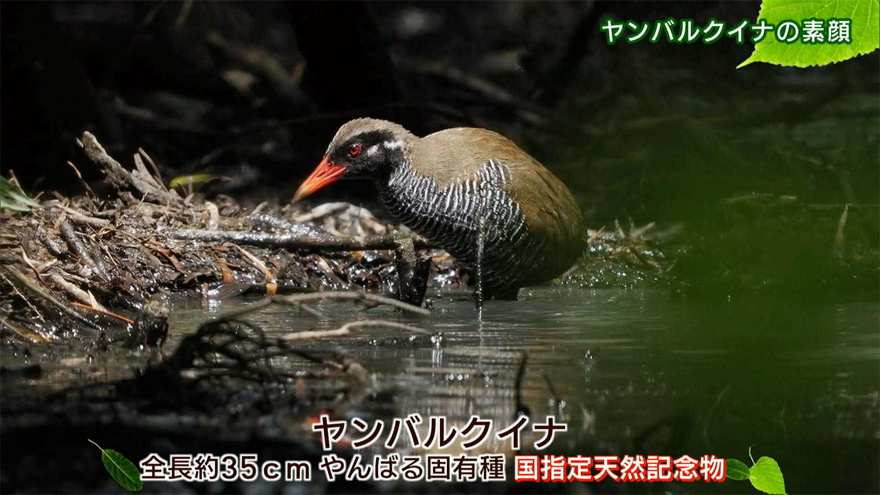 リュウキュウの自然 ヤンバルクイナの素顔