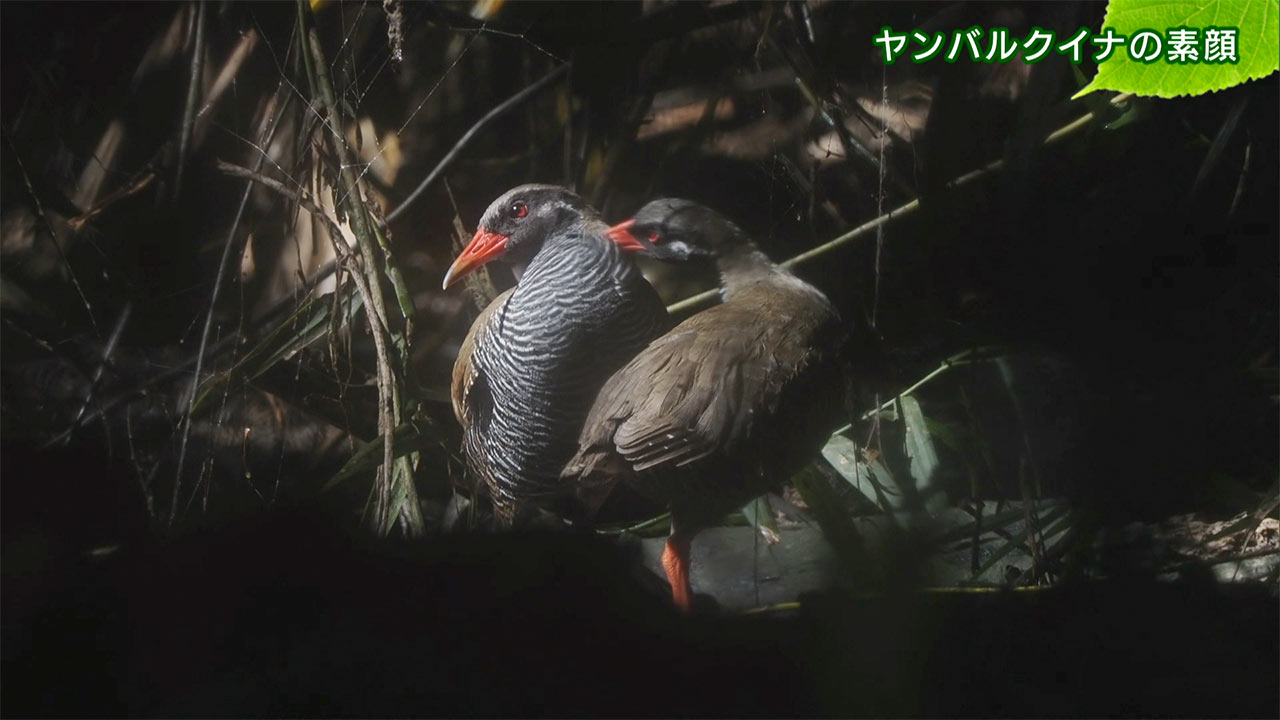 リュウキュウの自然 ヤンバルクイナの素顔