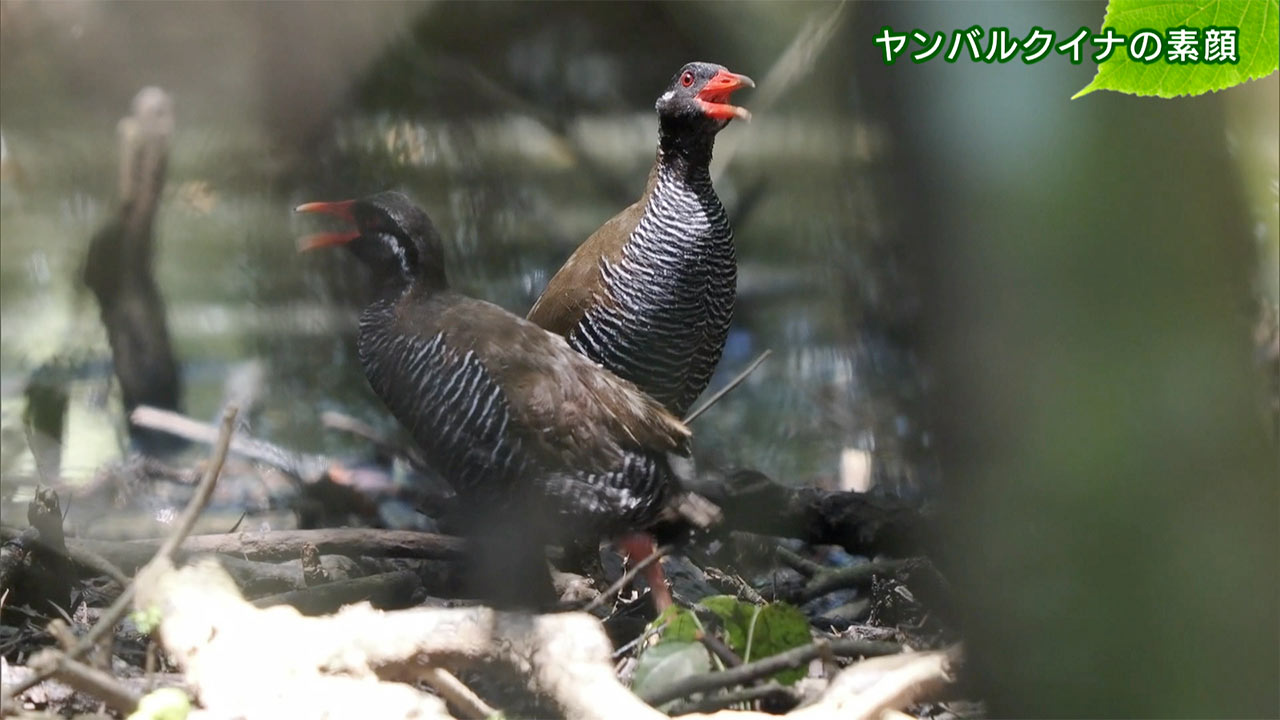 リュウキュウの自然 ヤンバルクイナの素顔