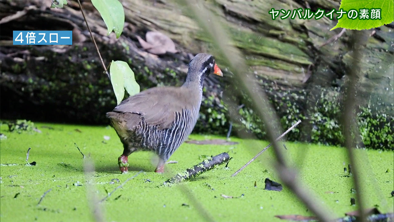 リュウキュウの自然 ヤンバルクイナの素顔