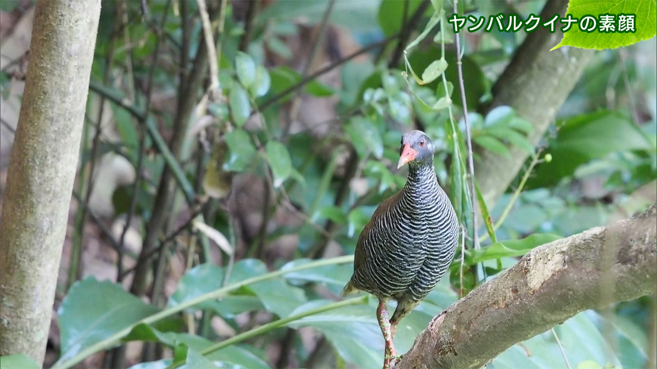 リュウキュウの自然 ヤンバルクイナの素顔