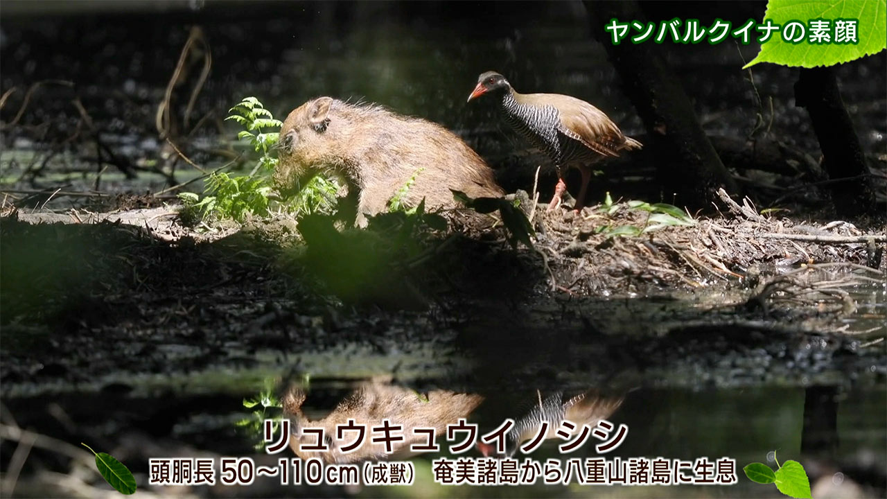 リュウキュウの自然 ヤンバルクイナの素顔