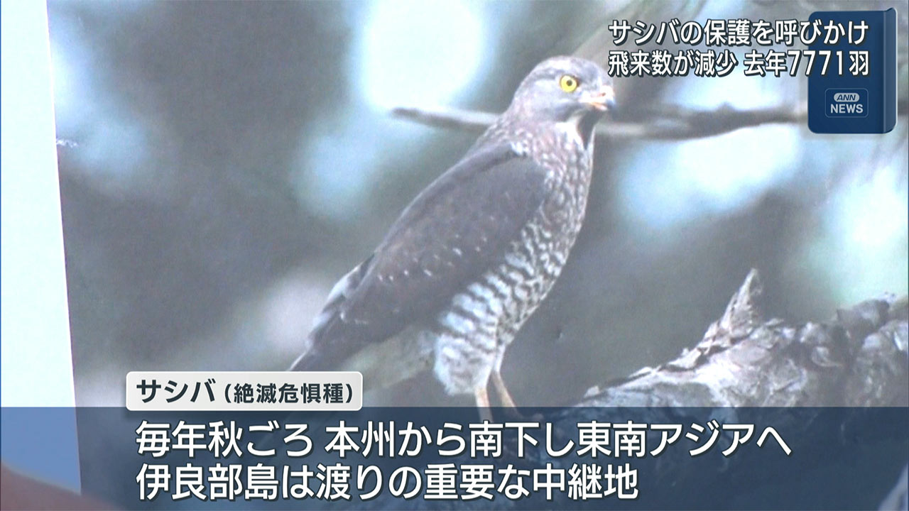 サシバ保護を訴えパトロール　伊良部島