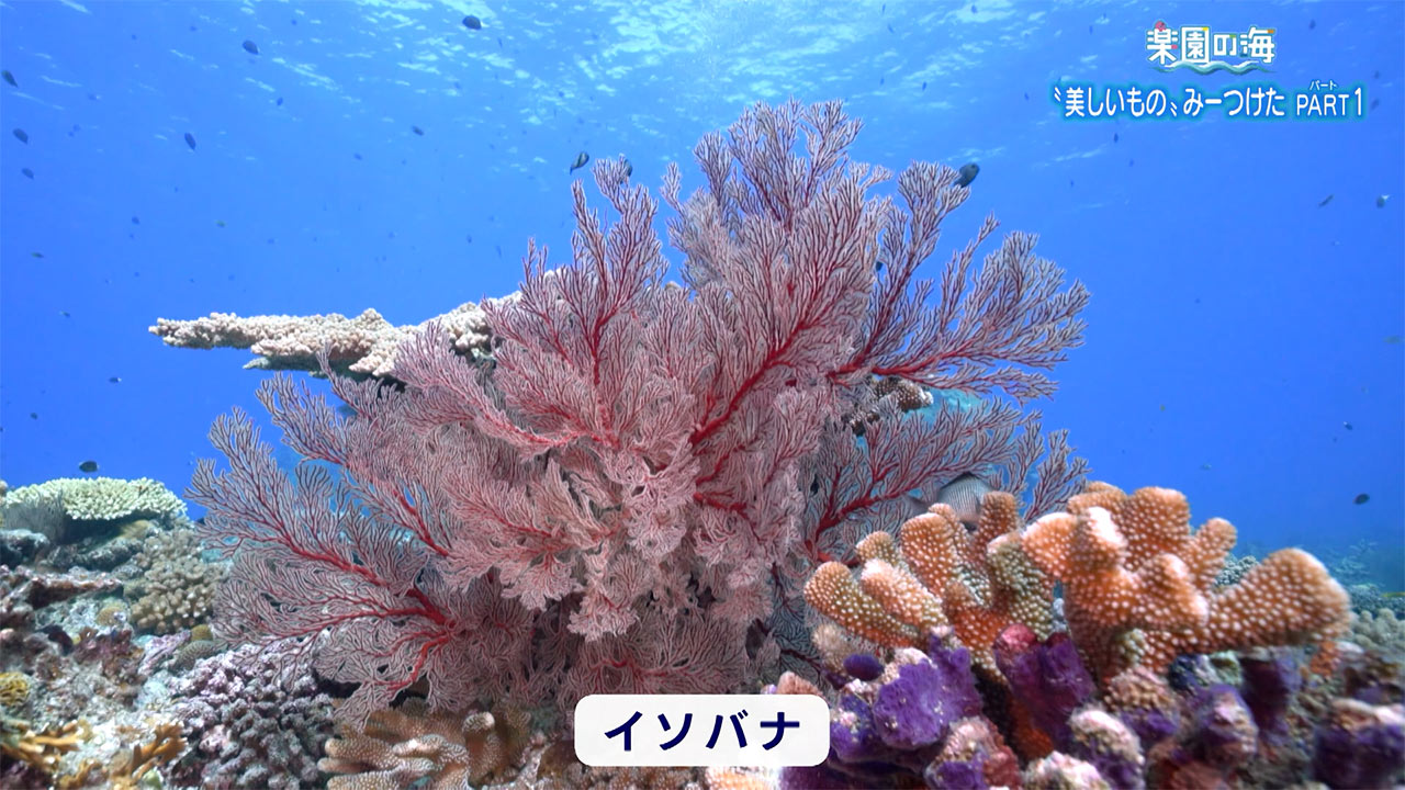 楽園の海「美しいもの」みーつけた PART1