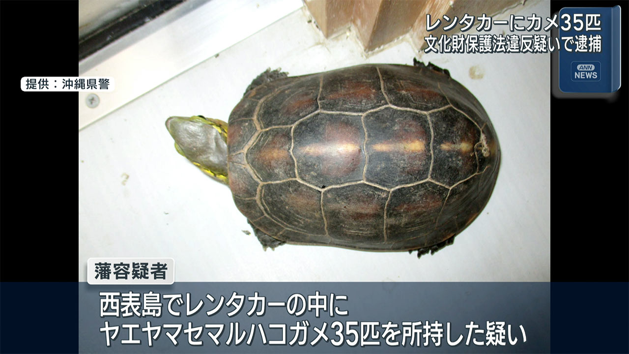 国の天然記念物ヤエヤマセマルハコガメ35匹所持疑い　中国人の男を逮捕