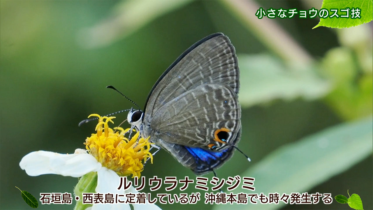 リュウキュウの自然　小さなチョウのスゴ技
