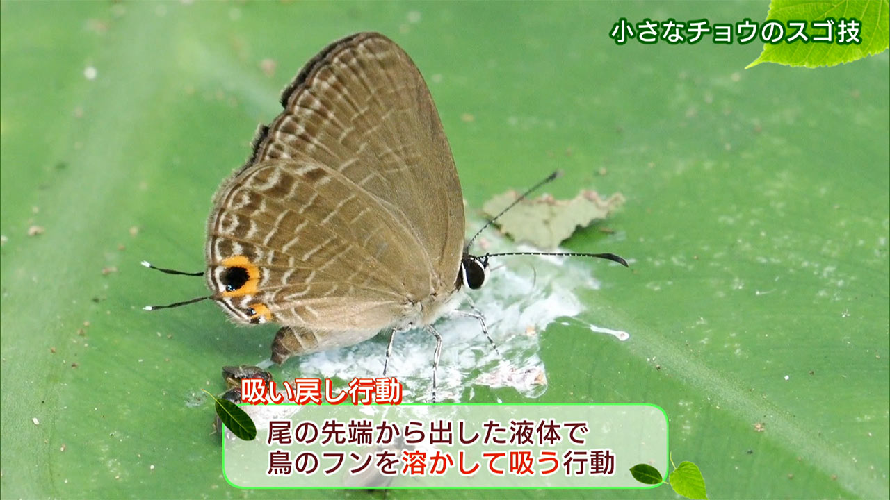リュウキュウの自然　小さなチョウのスゴ技