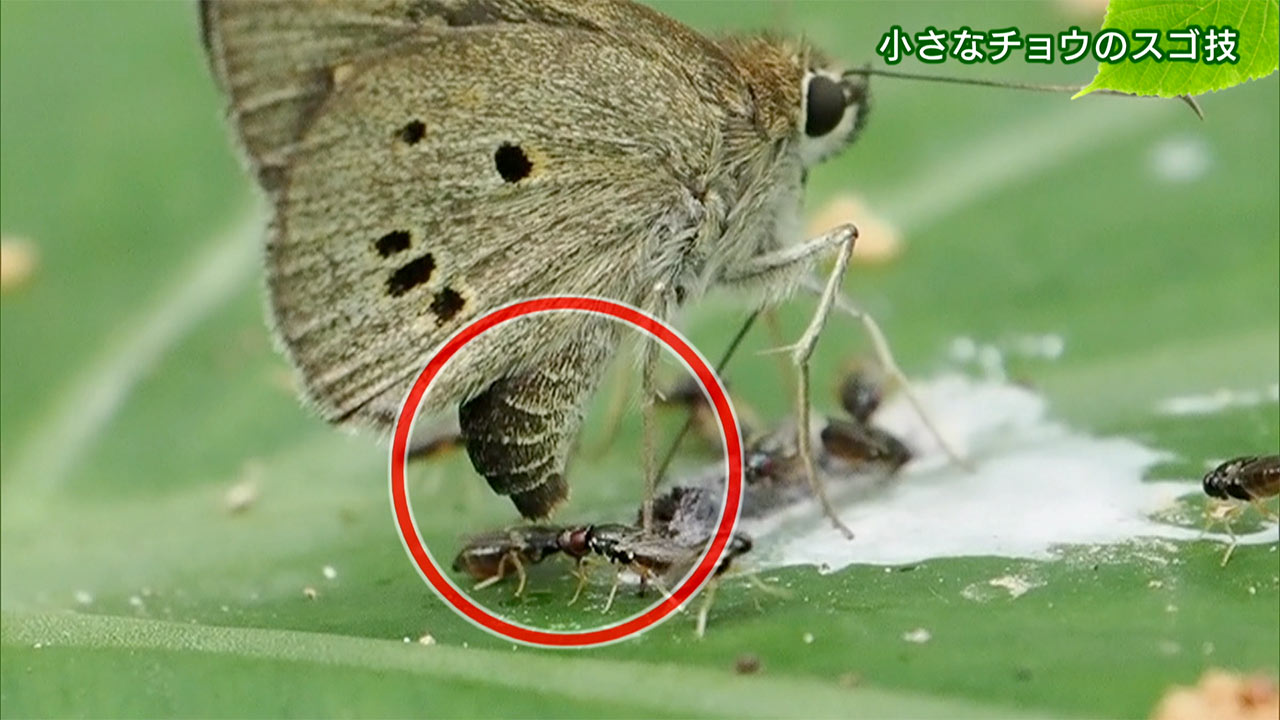 リュウキュウの自然　小さなチョウのスゴ技