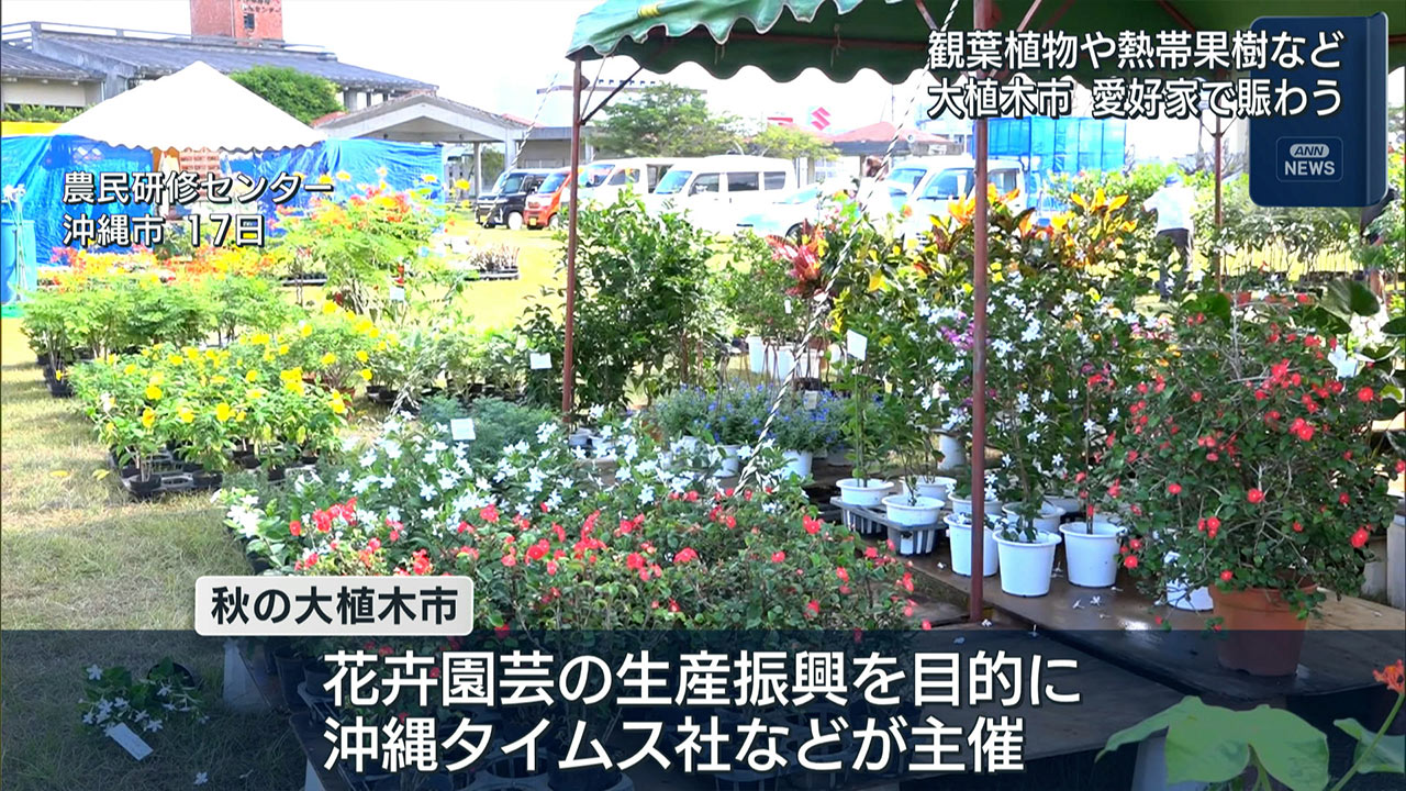 沖縄市秋の大植木市　愛好家でにぎわう